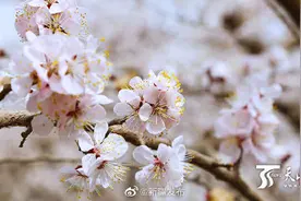 美不胜收 轮台县杏花竞相绽放成花海图片