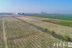 上百亩梨花开雪白一片，无人机为梨树喷洒农药图片