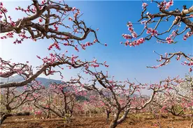山东好景｜邂逅济南南山花海里的村庄图片