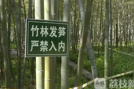 南京中山陵景区新笋遭挖掘 违规人员将按条例处罚图片