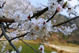 邂逅西安最美四月天！探寻春天里的绝美景致图片