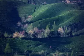 安吉：万亩茶园春色美图片