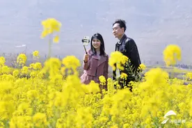 观大好河山、畅游万亩花海！油菜花PK桃花，400余万网友“云游山东”图片