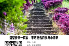 社群耍事｜满架蔷薇一院香，来这邂逅浪漫与小清新图片