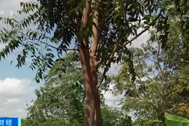 沙漠蝗虫群又侵袭！但它的克星找到了？这种树叶，成“天然杀虫剂”？图片
