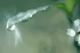 非遗大师亲制的香甜茉莉针王，花魂入茶骨，喝一口鲜灵沁心图片