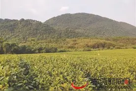满山茶树吐新芽，来场茶旅体验吧图片