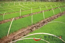 清明假期出行农家乐推荐图片