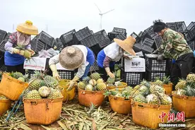 探访广东徐闻“菠萝的海”图片