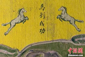 航拍江苏白马湖畔“骏马飞奔”彩色油菜田图片