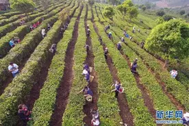 云南宁洱：茶产业助农脱贫增收图片