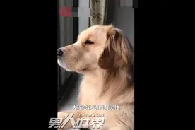 金毛闻鸣笛声吼叫落泪怎么回事 金毛为什么闻鸣笛声吼叫落泪图片
