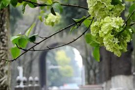 视频｜清新脱俗！南京午朝门公园绣球花开图片