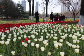 红色靓如火，白色似锦缎，济宁高新区的郁金香花开正艳图片