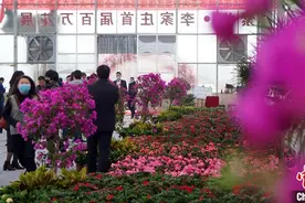 甘肃榆中百万株花卉绽放“待客”：游人花海畅游图片