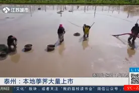 泰州：本地荸荠大量上市，尝一口清爽淡雅，鲜嫩爽脆！视频封面