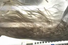 110万尾走私活鳗鱼苗！货值近1千万，在深圳口岸被截获图片