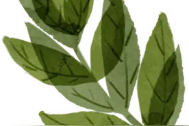 近期利于稻纵卷叶螟迁入和发展 须抓住降水间歇及时防治图片