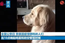 金毛闻鸣笛声吼叫落泪原因令人感动 金毛闻鸣笛声吼叫落泪怎么回事图片
