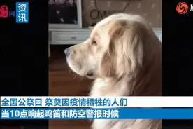 金毛闻鸣笛声吼叫落泪原因令人感动 金毛闻鸣笛声吼叫落泪怎么回事图片