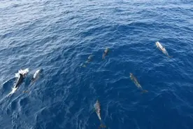 又见上百只海豚在亚龙湾附近海域戏水图片