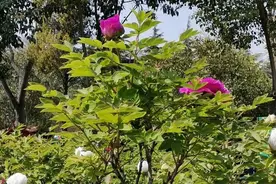 清明节假期，菏泽多个牡丹园迎来客流小高峰！图片