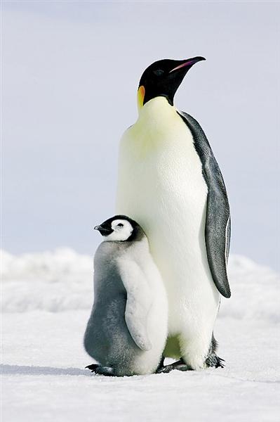 有了这个“开关”非洲象不怕热帝企鹅能扛冷