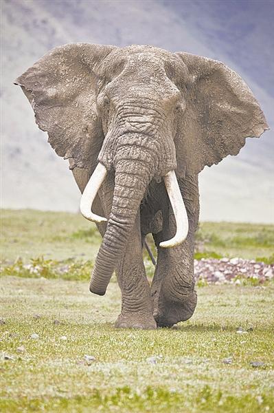 有了这个“开关”非洲象不怕热帝企鹅能扛冷