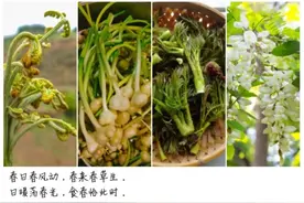 山东野菜图鉴｜春天吃野菜这个事儿，北方人很在行图片