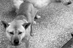 村民带上3只“搜救犬”为消防员引路上山救人图片