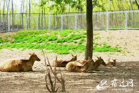 宿迁动物园喜迎一头小麋鹿 工作人员叮嘱游客悄悄看图片