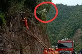 路边的野花不要采！温州消防蜀黍昨天救了个“采花大盗”图片