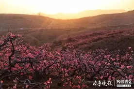 沂水泉庄的万亩桃花盛开，如诗如画宛如仙境图片
