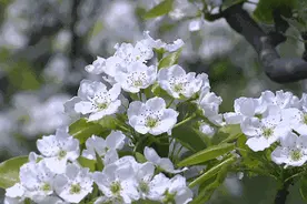 气味怪癖！你都喜欢闻什么味道呢？图片