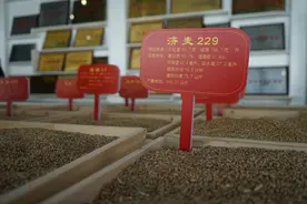 蒸出地道山东大馒头，这家62岁的老国企告诉你麦香的秘密图片