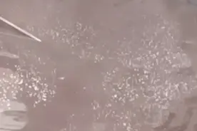 污水池里传来奇怪的叫声，走近一看，居然只野生动物图片