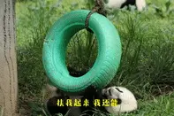 来看熊猫“杠”轮胎：我是国宝，还治不了你？视频封面
