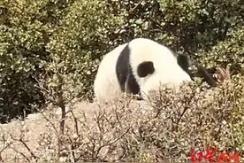 溜达、晒太阳……四川小金县这只大熊猫两次进村“做客”图片
