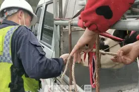 春暧花开，动物们变得异常活跃，高速上600斤壮牛跳下货车，怎么把它再请上去，一帮人费了九牛二虎之力图片