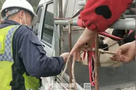 春暧花开，动物们变得异常活跃，高速上600斤壮牛跳下货车，怎么把它再请上去，一帮人费了九牛二虎之力图片