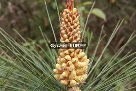 你吃过吗？松树花开满枝清香，这时节浙东一带乡间人手一只松花金团图片