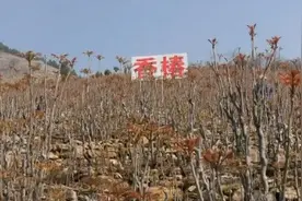 临沂蒙阴县：小香椿 小康路上的“摇钱树”图片