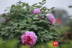 南京溧水这座牡丹园明天限时免费开放图片