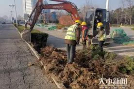 开发区重点项目：泰山路15日前完成苗木搬迁图片
