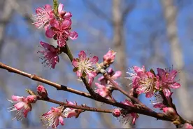 5种有美容功能的鲜花，还能延缓衰老，这些秘密你知道吗？图片