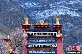 绝美四月 西藏拉萨古寺桃花盛开图片