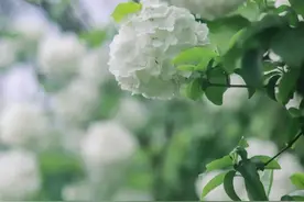 美腻！萧山这片白色花海又成网红！你去过了吗？图片