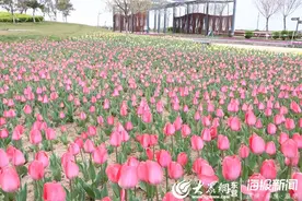 18万株郁金香花开河口鸣翠湖图片