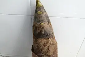 清明，在笋乡挖笋 | 卜玉英图片