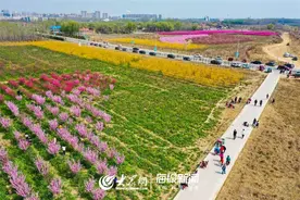 赏花海 德州禹城5公里樱花大道进入盛花期图片